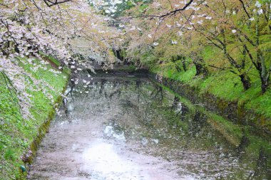 Hirosaki'de Sakura