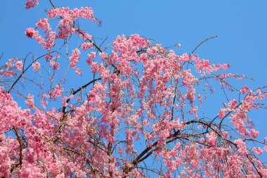 Ağlayan kiraz çiçekleri