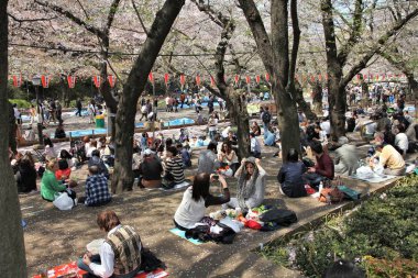 Tokyo hanami piknik