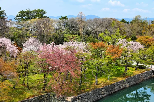 교토 벚꽃 꽃 — 스톡 사진