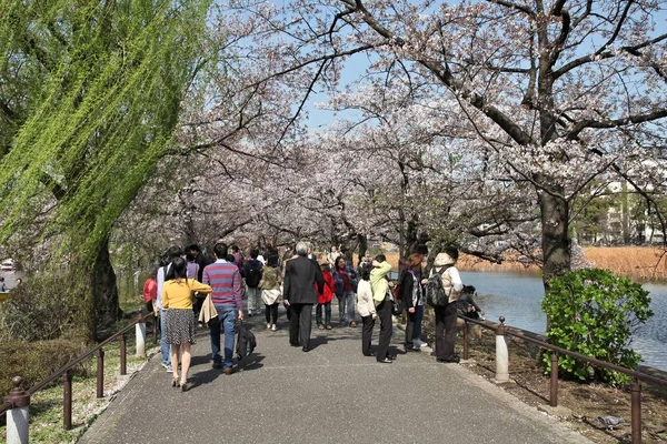 Tokio cherry blossoms — Zdjęcie stockowe