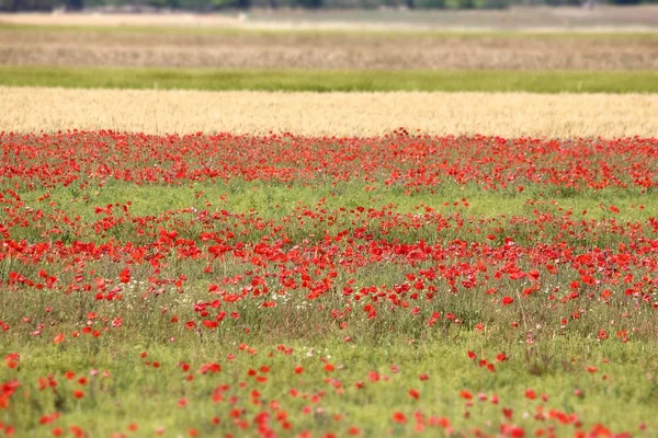 Italia rurale paesaggio — Foto Stock