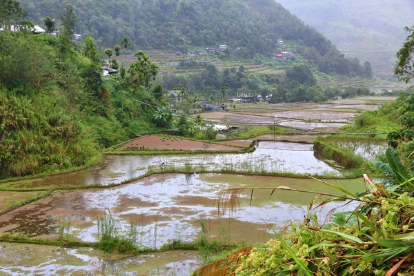 Terraza de arroz Filipinas —  Fotos de Stock