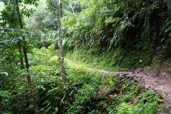 Philippines sentier de forêt tropicale — Photo