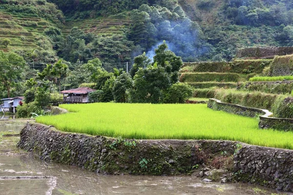 Terraço de arroz Filipino — Fotografia de Stock