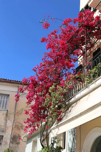 ギリシャのブーゲンビリアの花 — ストック写真