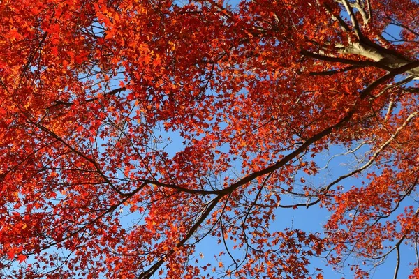 Kamakura hojas de otoño — Foto de Stock