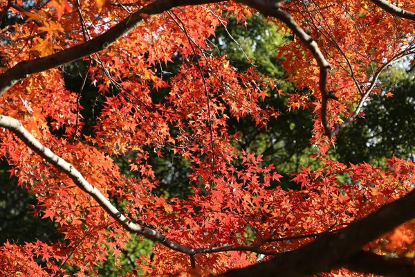 Kamakura autumn momiji — Stock Photo, Image