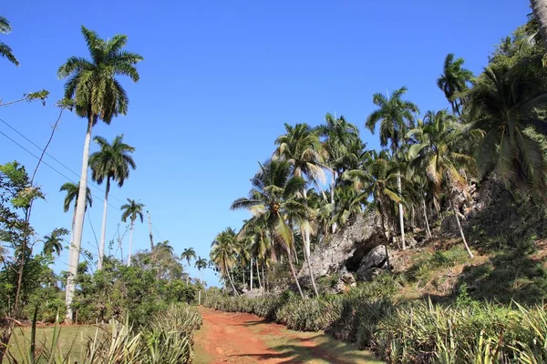 Kuba palm grove — Zdjęcie stockowe