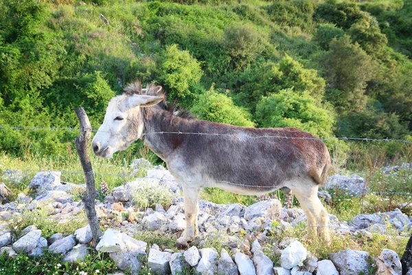 Griechischer Esel — Stockfoto