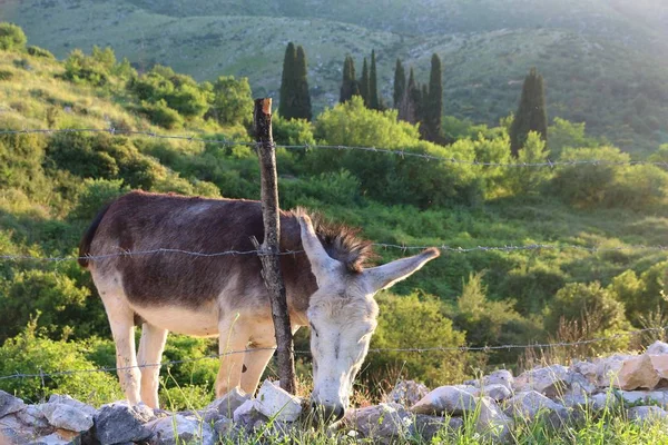 Esel in Griechenland — Stockfoto