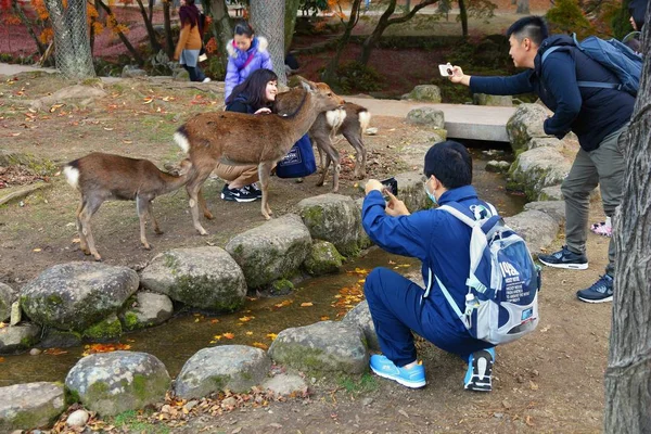Ναρα Ιαπωνια Νοεμβριου 2016 Τουρίστες Ταΐζουν Ιερό Ελάφι Στο Πάρκο — Φωτογραφία Αρχείου