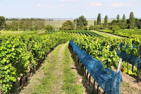Terreno de vinho na Áustria — Fotografia de Stock