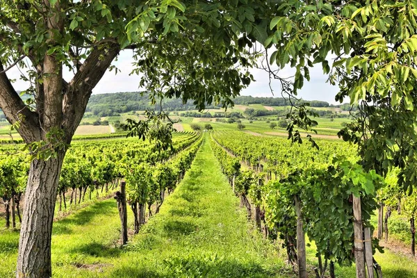 Land Burgenland wina — Zdjęcie stockowe