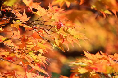 Japonca akçaağaç sonbahar