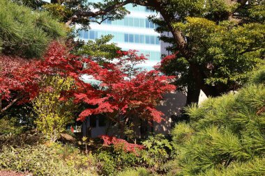 Sonbahar Tokyo bahçesi