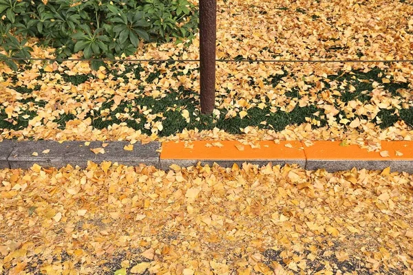 Tokyo ginkgo Avenue — Stockfoto