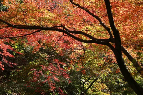 Сад осені в Кіото — стокове фото