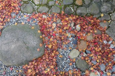 akçaağaç yaprakları