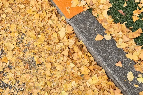 Gele herfst gebladerte — Stockfoto