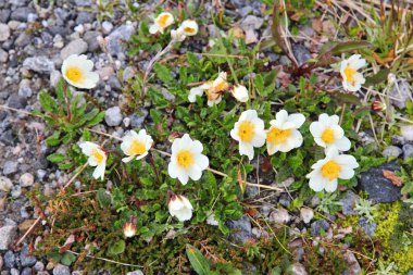 Alpine flowers of Norway clipart