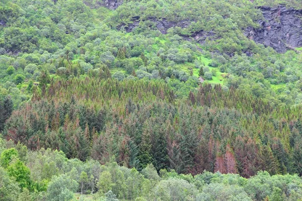 Bosque mixto boreal en Noruega —  Fotos de Stock