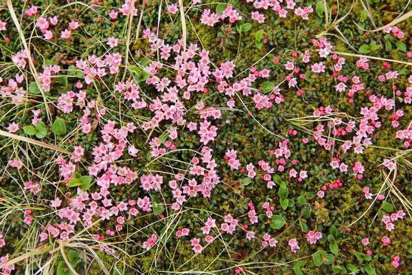 Kalmia procumbens — 스톡 사진