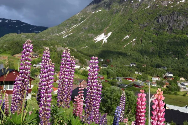 Sommarblommor i Norge — Stockfoto