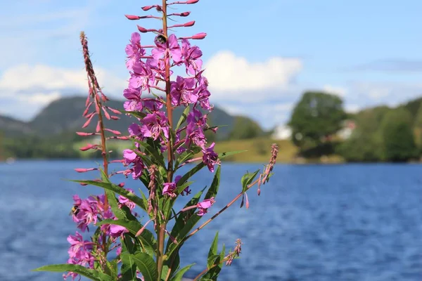 Fireweed in Norway — Stock Photo, Image