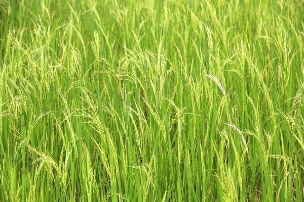 Rice farm, Philippines — 스톡 사진