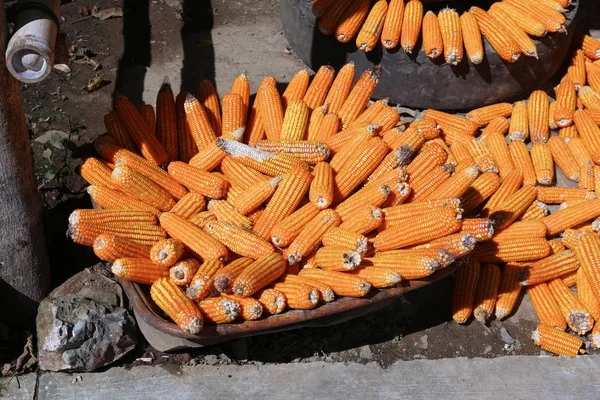 Процесс сушки початков кукурузы — стоковое фото