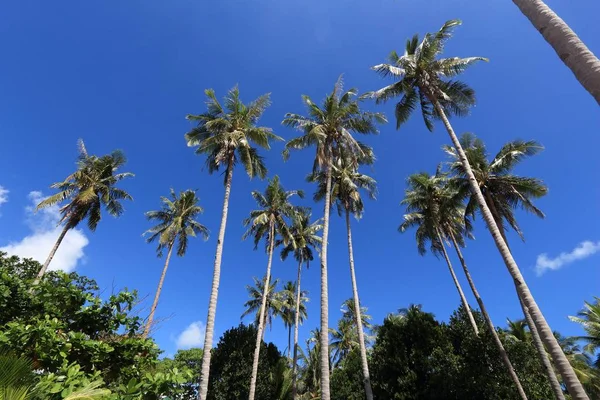 Philippines palm trees — Stock Photo, Image