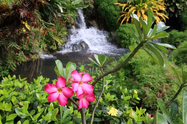 Deshaies Botanical Garden — Stock Photo, Image