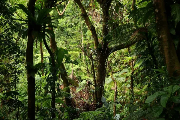 Guadeloupe Yağmur Ormanları Yürüyüşü — Stok fotoğraf