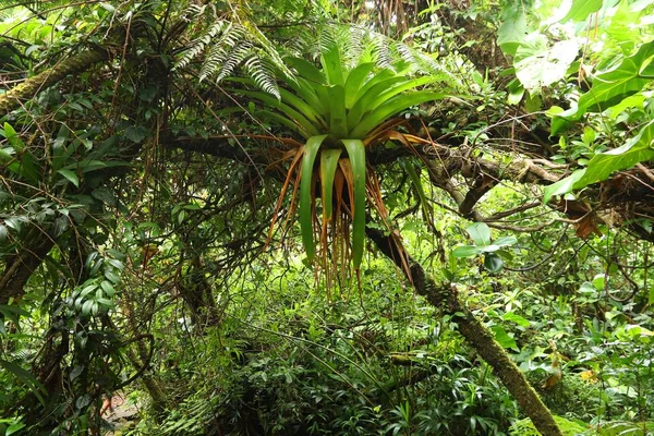 Guadeloupe Doğa — Stok fotoğraf