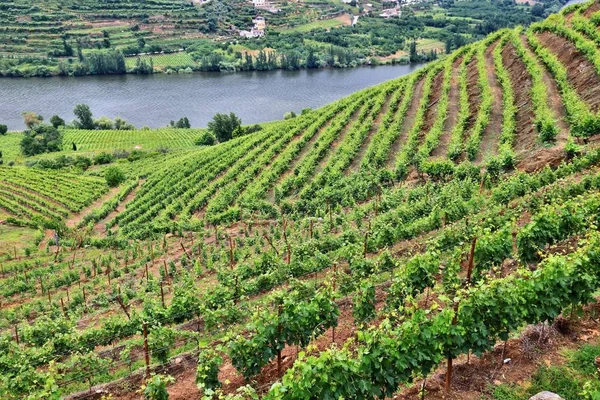 Portugalsko vinařská krajina — Stock fotografie