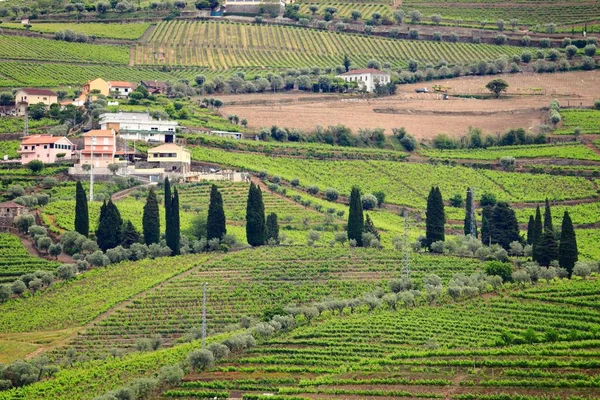 Portugal viñedos rurales — Foto de Stock