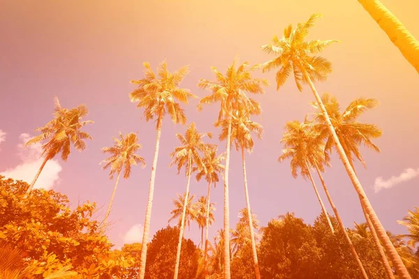 Palm tree background — Stock Photo, Image