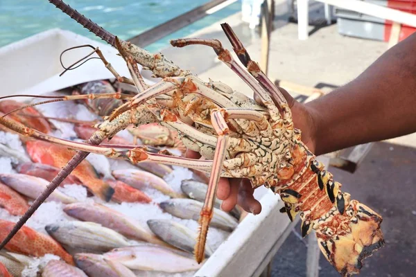 Spiny lobster langouste — Stock Photo, Image