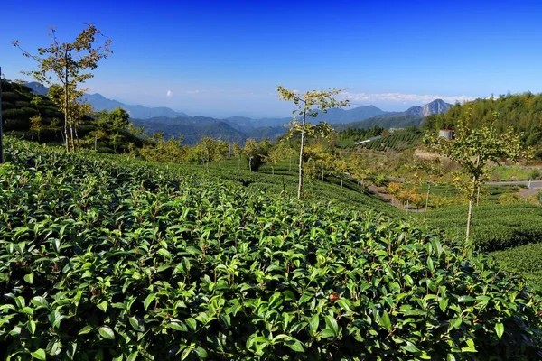 Asia tea fields