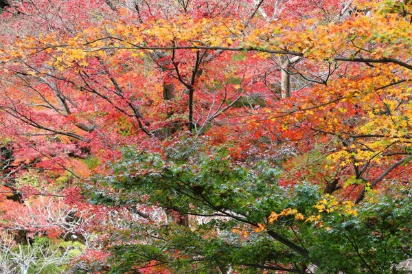 Podzim v Japonsku — Stock fotografie