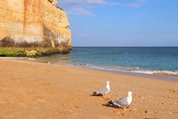 Havsmåsar i Portugal — Stockfoto