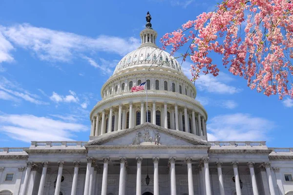 Washington DC cherry blossoms