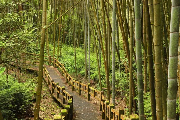 Alishan Національний Мальовничий Район Тайвані Бамбуковий Ліс Trail Fenqihu Також — стокове фото