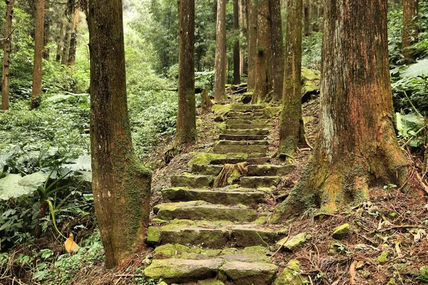 Área Escénica Nacional Alishan Taiwán Sendero Forestal Cipreses Cedros Fenqihu — Foto de Stock