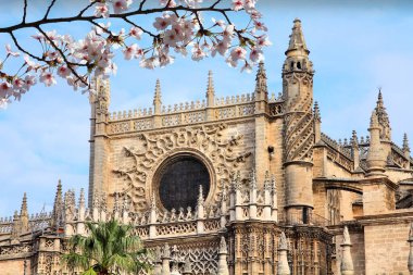 İspanya, Endülüs 'teki Seville Katedrali. Bahar zamanı kiraz çiçekleri.