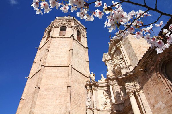 Valencia city, Spain. Micalet tower, part of Cathedral. Spring time cherry blossoms.