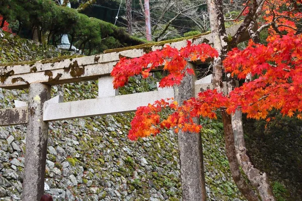 Porte Torii Pierre Dans Parc Minoh Près Osaka Japon — Photo