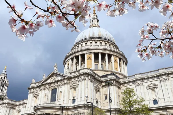 London City Saint Paul Cathedral Church England Spring Time Cherry — Stock Photo, Image