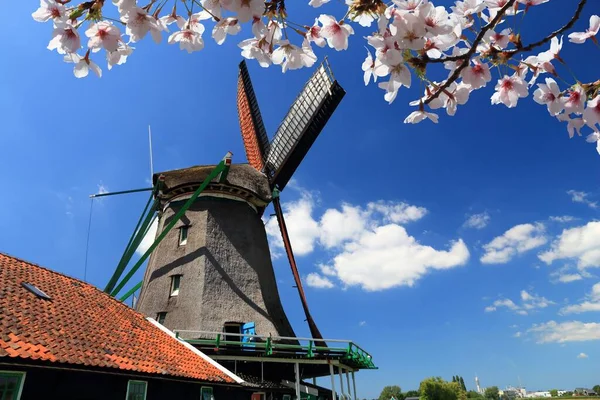 Väderkvarn Nederländerna Gammal Industriarkitektur Zaanse Schans Landsbygd Zaandam Vårens Körsbärsblommor — Stockfoto